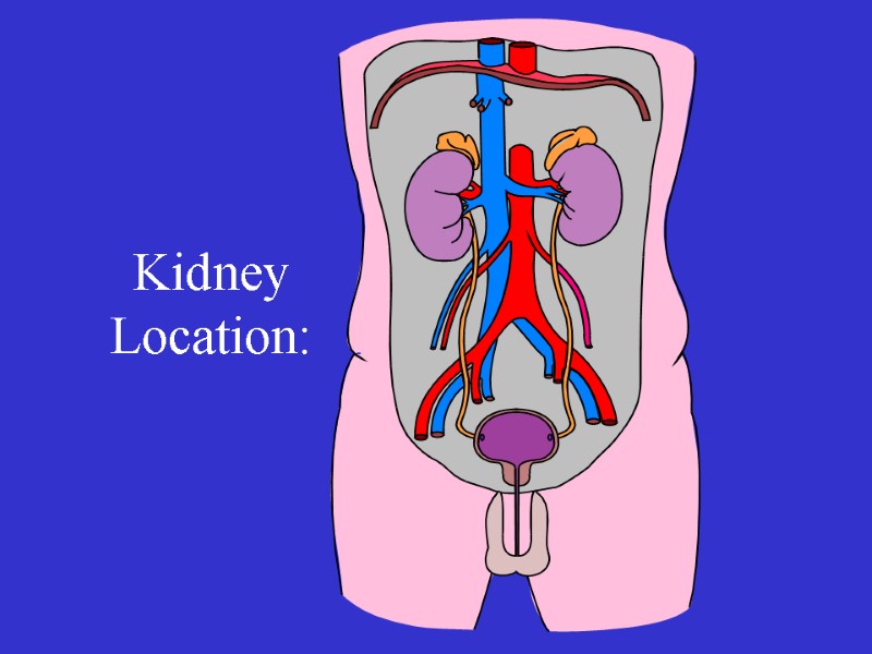Kidney Location: